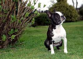 The most all american dog breed is, surprisingly, the australian shepherd. 11 Truly American Dog Breeds