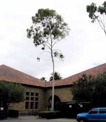 Image result for Eucalyptus citriodora