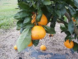 Planting fruit trees on your alabama property isn't a difficult task, even for the novice planter. The Bounty Of Our Alabama Grown Trees Alabama Living Magazine