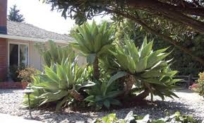 A Clump Of Foxtail Agave Agave Attenuata Planting Flowers Front Garden Design Trees To Plant