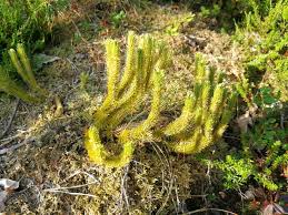 Image result for Selago viscosa