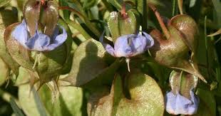 Image result for Trichodesma angustifolium