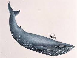 11 facts about blue whales the largest animals ever on