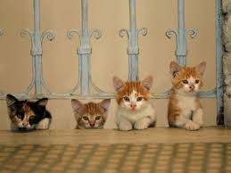 Kedi A Documentary About Cats In Istanbul Is Expectedly Adorable And Unexpectedly Wise Vox