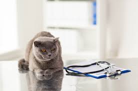 From around the age of 4 months, kittens reach sexual maturity and are therefore capable of breeding and producing kittens themselves. Best Vet In Toronto Toronto Vet Clinic Toronto Animal Clinic Veterinarian In Toronto High Park Animal Hospital Bloor West Animal Hospital Spay And Neuter