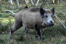 Pin Von Tyrannomiki Auf Indianer Wolfe Tiere Wildschwein Schwein Afrikanisch