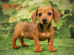 Maybe you would like to learn more about one of these? Dachshund Dog Female Red Black 2505719 Petland Iowa City