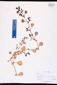 Image result for Trianthema