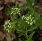 Image result for Empogona cacondensis