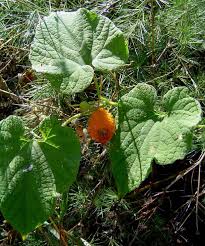 Image result for Momordica foetida