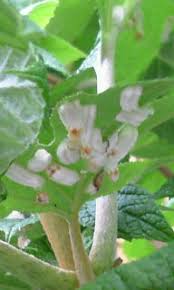 庭の柏葉アジサイの葉の裏にこんなものがついてました 昆虫ブログ むし探検広場