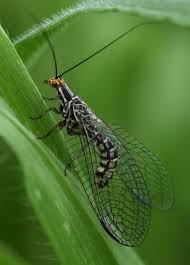 Image result for Pterygota