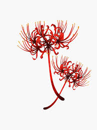 Red Spider Lilly Tokyo Ghoul Sticker By Nienkestr Redbubble Tokyo Ghoul Flower Anime Tattoos Red Spider Lily