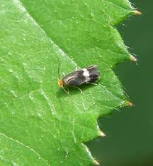 Image result for Stigmella pretiosa