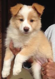 Long Haired Wheaten Border Collie Collie Puppies Dog Breeds Cute Dogs