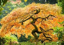 Their incredible variation both fascinated and enchanted him, and their beauty soothed him. Japanese Maples For Fall Color The Tree Center
