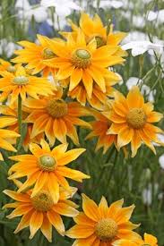 These are durable plants that are easy to grow. Yellow Prairie Sun Flower Plants Yellow Flowers Beautiful Flowers