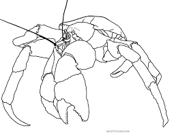 1180 x 1258 gif 38 кб. Crab Coloring Page Cantankerous Crustaceans