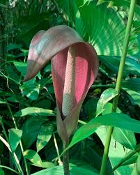 Image result for Anchomanes