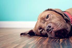 Canine Liver Cancer Lovetoknow