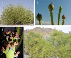 Image result for Euphorbia polycnemoides