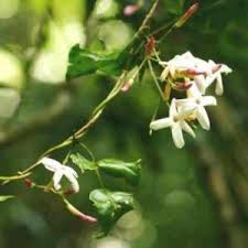 Image result for Pseudocalyx saccatus