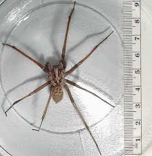 I've probably seen quite a few of these spiders since i've been here in australia on the plus side, wolf spiders are one of the very few creatures that can actually kill cane toads, as 2 days ago, my cat was killed by a wolf spider bite. Spider Myths Wolf Wolf