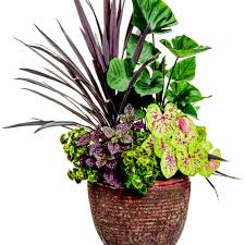 Image result for Hippocratea pallens