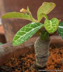 Image result for Monadenium pseudoracemosum