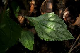 Image result for Adenostemma viscosum