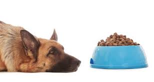 You should mix new solid food with warm water or canine milk replacer to moisten it. Your Dog Is Not Eating Find Out Why Petcoach