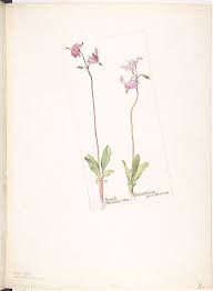 Margaret Neilson Armstrong Small Shooting Star Dodecatheon Pauciflorum Flower Illustration Botanical Prints Flower Drawing