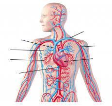 Cardiorespiratory System All Terms Diagram Quizlet