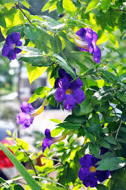 Image result for Thunbergia erecta