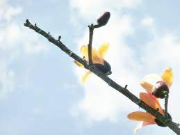 pin by ying n on flower 꽃 utility pole pole