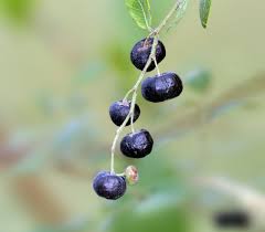 Image result for Phyllanthus reticulatus