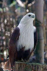 Elang laut dada putih wikipedia bahasa indonesia ensiklopedia bebas. Elang Bondol Haliastur Indus Artikel Lhk