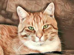 Check spelling or type a new query. Paint Your Pet Adelaide