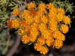 Image result for Helichrysum nitens