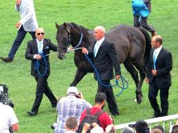Bold Pilot Horse Race Horse Yaris Ati Atlar Spor