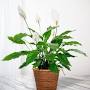 Profile Picture of Steven P. Brownlee Obituary 2023 - Belle Memorial Funeral Home (@bellememorialfuneralhomes.com) on Google