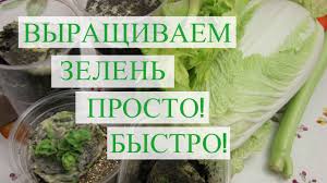 во саду ли в огороде юлия миняева посадка капусты Kak Vyrastit Pekinskuyu Kapustu I Selderej Bystro Youtube