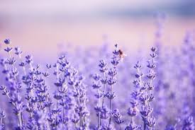 Working Hard Photo By Anna Boeva National Geographic Your Shot Violet Aesthetic Lavender Aesthetic Blue Aesthetic Pastel