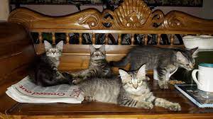 Memelihara kucing memiliki manfaat yang baik terutama untuk membentuk kepribadian seseorang menjadi lebih bertanggung jawab. Hi Boleh Tumbang Iklan Kucing Untuk Diberi Cuma Swap Dengan 1 Pack Makanan Power Cat Yg Besar Tu Area Setiawangsa Kucing Baka Dlh Berminat Blh Ws Malaysian Cats Free Adoption Kucing Diberi Secara