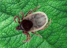 Die spinne sieht teilweise ein bisschen exotisch. Klein Aber Oho Giftspinnen Im Anmarsch