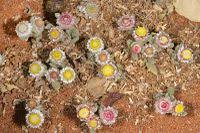 Image result for Helichrysum argyrosphaerum