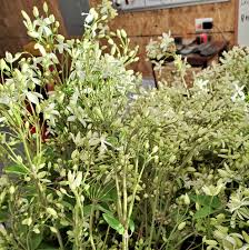 Image result for Clematis recta atropurpurea