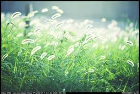 光る草 植物 草 葉 芽 Ganref