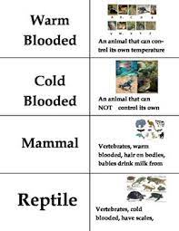 Animal Classification Vocabulary Practice Activities Vocabulary Practice Activities Vocabulary Practice Vocabulary