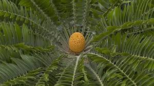 Image result for Encephalartos aplanatus